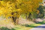 Autumn Roadside_29579